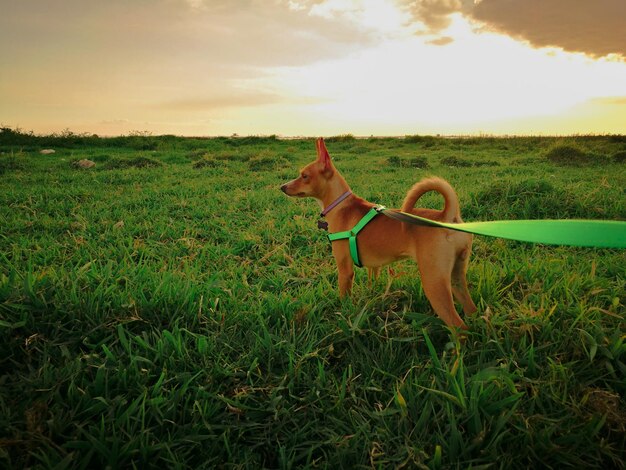 Foto vista do cão no campo