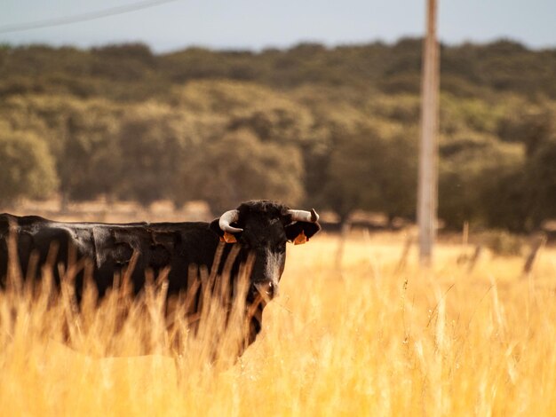 Foto vista do cão no campo