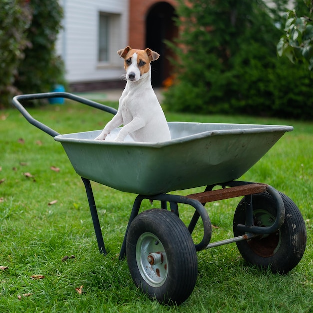 Foto vista do cão no campo