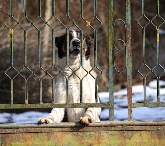 Foto vista do cão