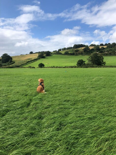 Foto vista do cavalo no campo