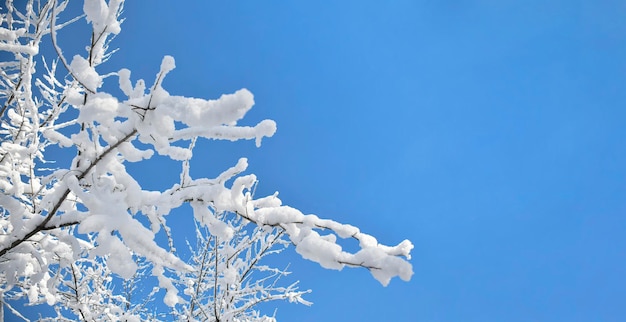 Vista do céu azul através dos galhos das árvores cobertas de neve Foto widescreen de inverno
