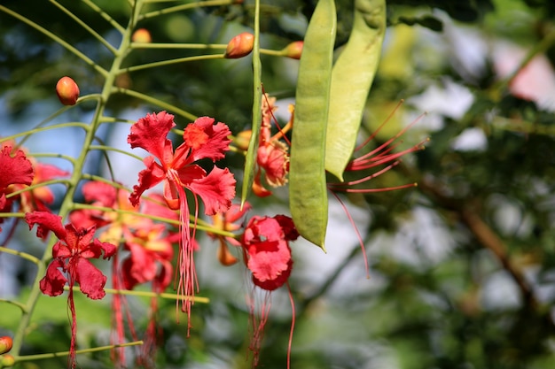 Vista do close-up dos frutos e flores de Caesalpinia pulcherrima.
