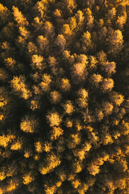 Vista do drone do parque Whinlatter Forest no Lake District, na Inglaterra