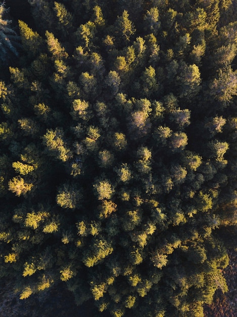 Vista do drone do parque Whinlatter Forest no Lake District, na Inglaterra