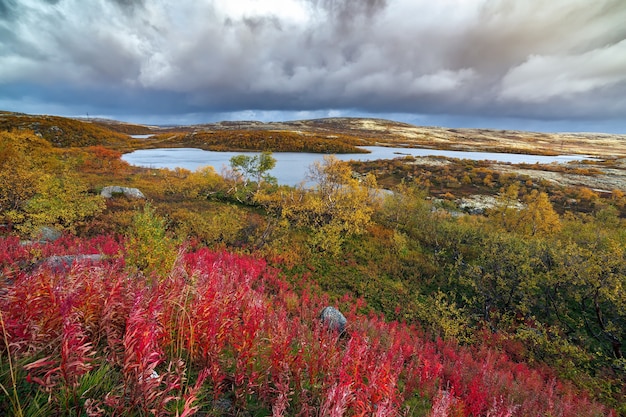 Vista do espaço de tundra com vegetação no outono. Extremo norte da Rússia.