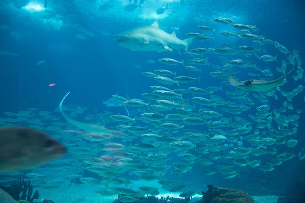 Foto vista do fundo do mar de um oceanário