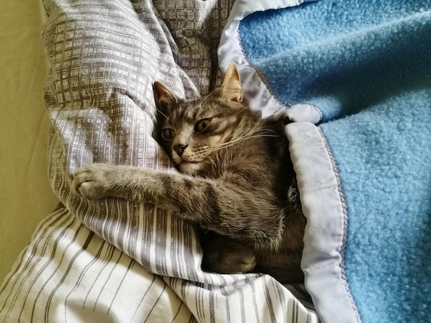 Vista do gato