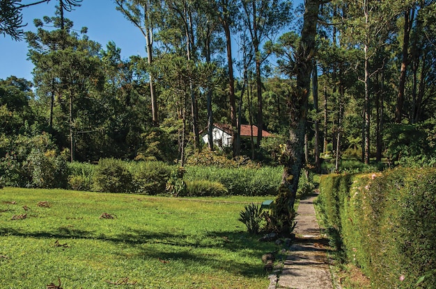 Foto vista do jardim com pinheiros, casa de gramado e céu azul em maringa, brasil