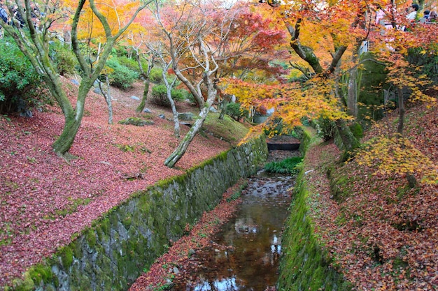 Vista do jardim outono em kyoto no japão