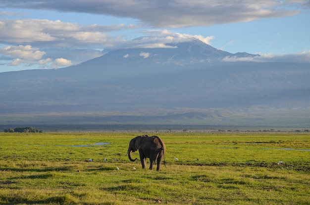 Vista do Kilimanjaro e elefante em Amboseli National Park Kenya África