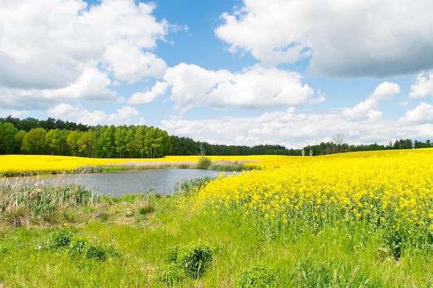 Vista do lago ao lado do campo de estupro amarelo contra o fundo de uma floresta decídua