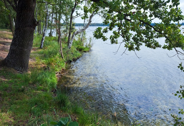 Vista do lago através de galhos de carvalho no verão