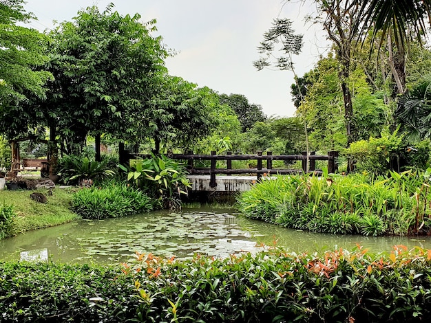 Vista do lago de lótus e ponte no jardim