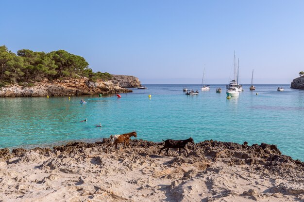 Vista do mar da famosa baía de Cala Turqueta, com duas cabras ambulantes em primeiro plano. Menorca, Ilhas Baleares, Espanha