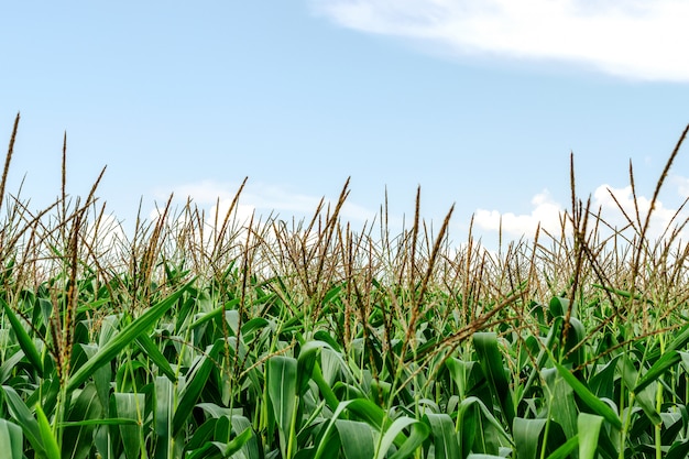 Vista do milho verde que cresce no campo contra o céu azul. Plantação Agrícola.