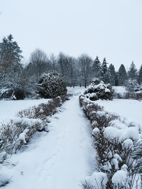 Vista do parque de inverno Paisagem de inverno Árvores cobertas de neve Natal e ano novo