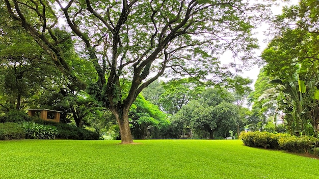 Vista do parque verde ou campo coberto de grama