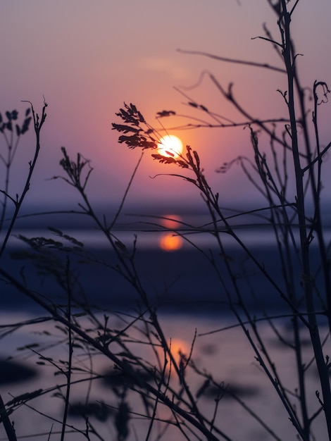 vista do pôr do sol da praia e a silhueta da árvore