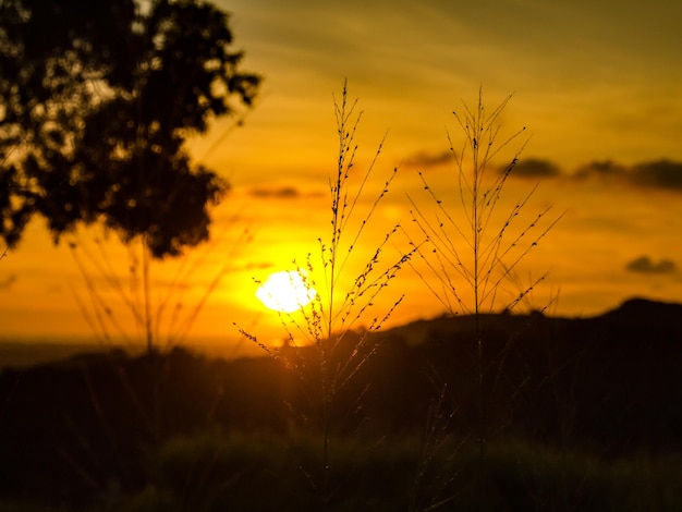 Vista do pôr do sol na floresta da montanha e a silhueta da árvore