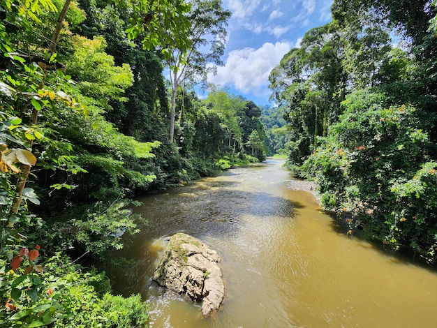 Vista do rio Danum na floresta tropical do vale de Danum Lahad Datu Sabah Borneo Malaysia