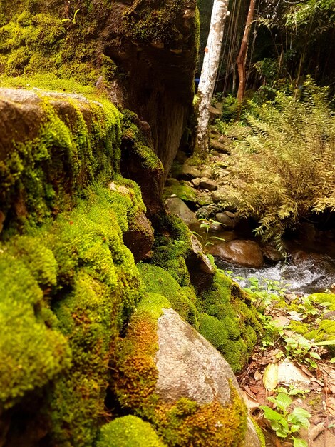 Foto vista do rio que flui através da floresta