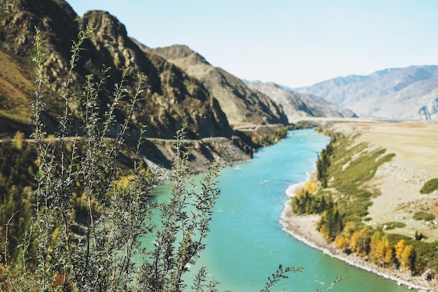 Vista do rio turquesa katun e da temporada de outono das montanhas de altai