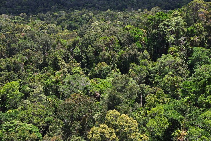 Foto vista do vale de kuranda, cairns, austrália