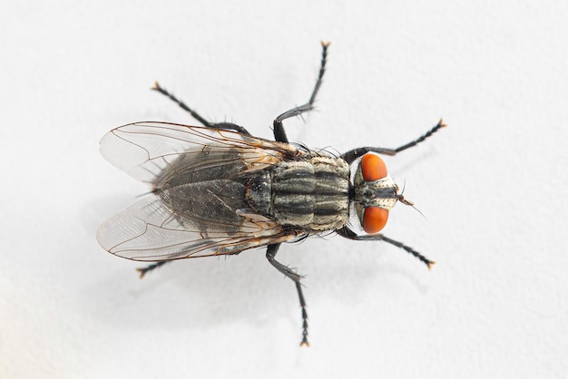 Foto una vista dorsal de cerca de una pequeña mosca doméstica musca en todos los detalles aislados