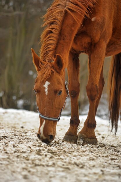 Foto vista de dos caballos en tierra