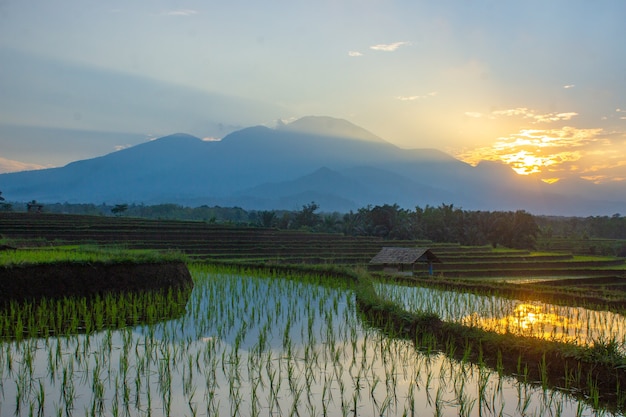 Vista dos campos de arroz pela manhã com o reflexo do nascer do sol na água