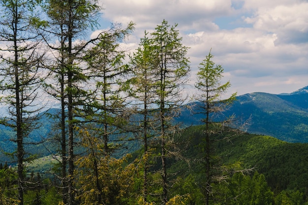 Vista dos Cárpatos ucranianos. Foto da natureza e montanhas de verão