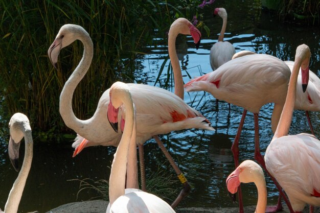 Vista dos cisnes no lago