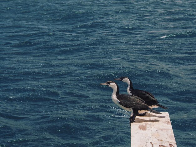 Foto vista dos cormorões pela água