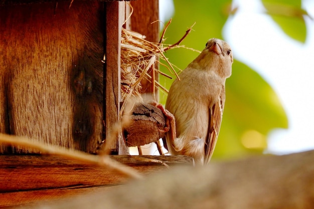 Vista de dos pájaros en la madera