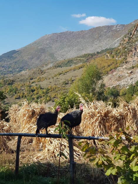 Vista de dos pájaros en la montaña