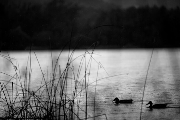 Vista dos patos no lago através da grama.