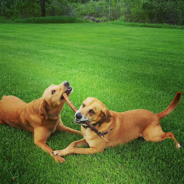 Foto vista de dos perros en el paisaje