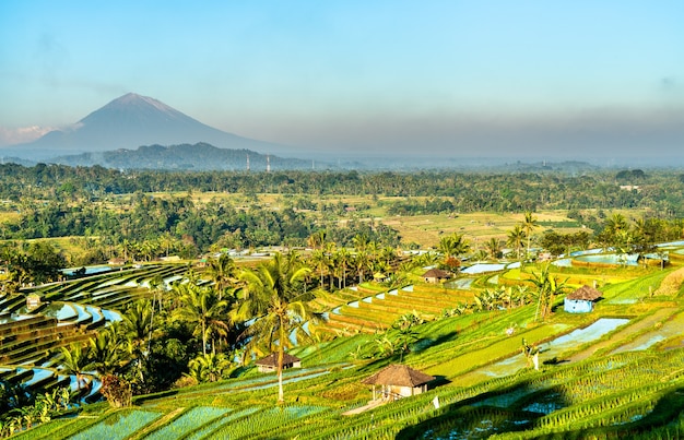 Vista dos terraços de arroz jatiluwih em bali, indonésia