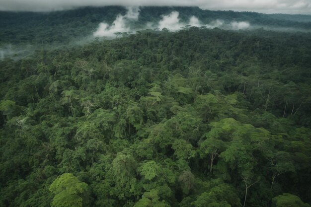 Foto vista del dosel y las copas de los árboles de la exuberante jungla de lamanai, belice