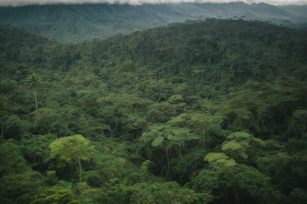 Foto vista del dosel y las copas de los árboles de la exuberante jungla de lamanai, belice