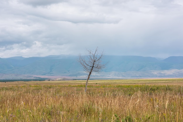 Vista dramática al viejo árbol seco en la estepa iluminada por el sol contra grandes montañas sombrías en nubes bajas durante la lluvia Paisaje sombrío con alta cordillera bajo la lluvia y estepa a la luz del sol en un clima cambiante