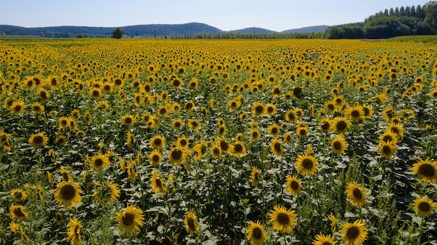 Vista de drone de campo de girasol