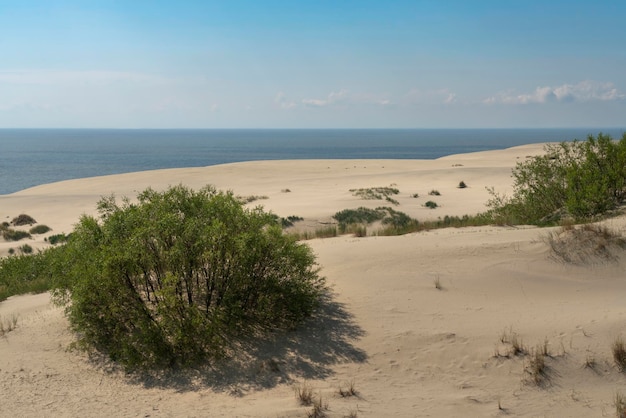 Vista de la duna Staroderevenskaya desde la altura de Efa Walnut Dune y el Mar Báltico en el fondo en un día soleado de verano Curonian Spit Kaliningrado región Rusia