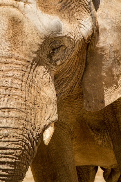 Vista de un elefante africano en un zoológico.