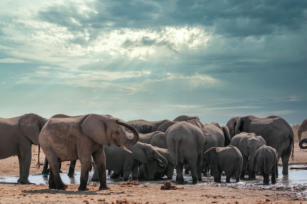 Vista de un elefante con el animal en el fondo