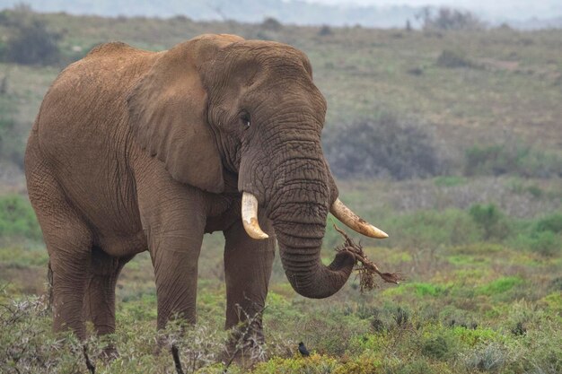 Foto vista del elefante en el bosque