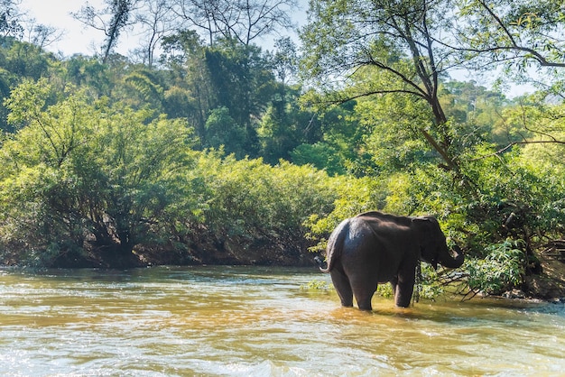 Foto vista del elefante en el bosque