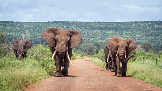 Foto vista de un elefante caminando por la calle