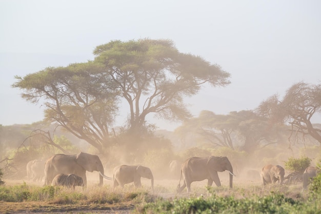 Foto vista del elefante en el campo